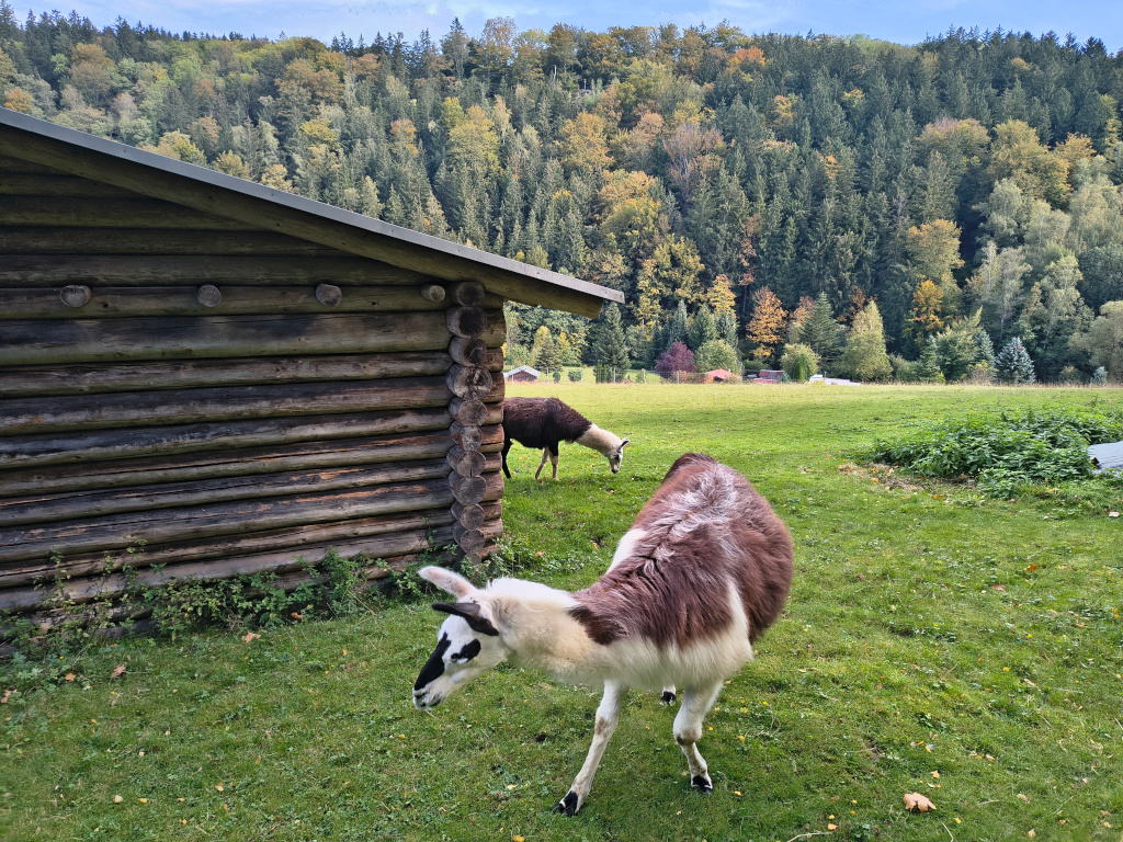 Lamas auf der Lama-Ranch
